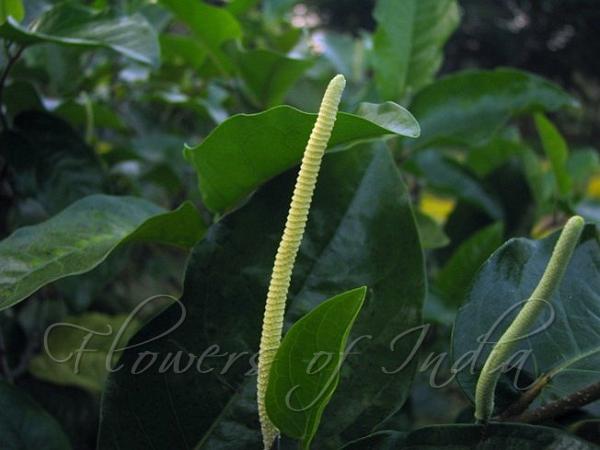 Tree Pepper